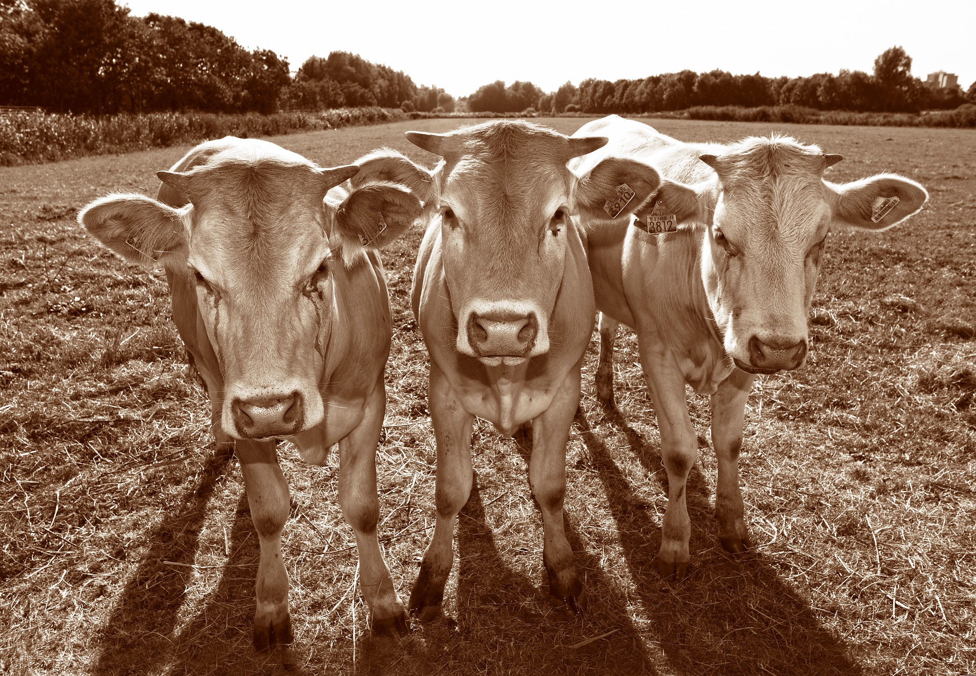 vacas en prado